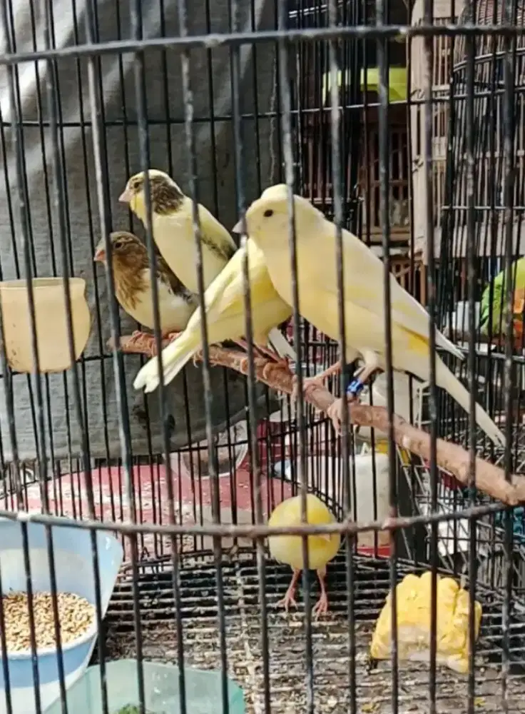 Burung kenari af paud  jantan riwikan