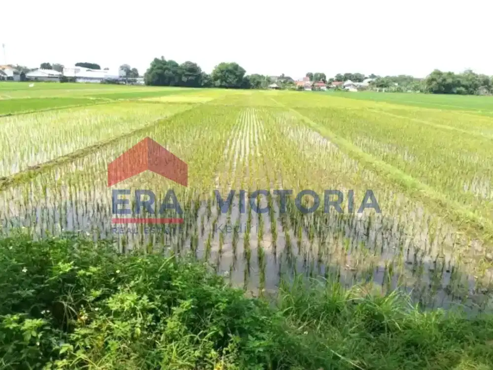 Tanah Sawah di Tambakrejo Jombang Area Perumahan
