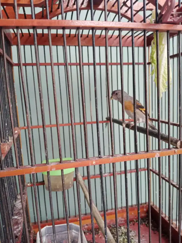 Red siskin betina