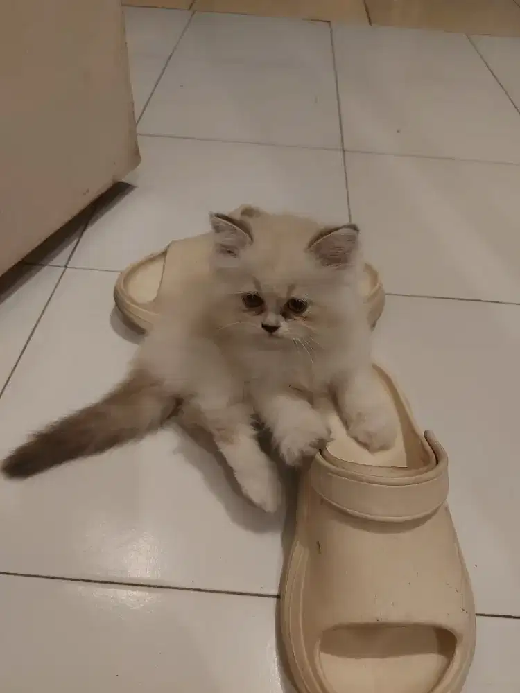 Dijual Kucing Ragdoll Bicolor