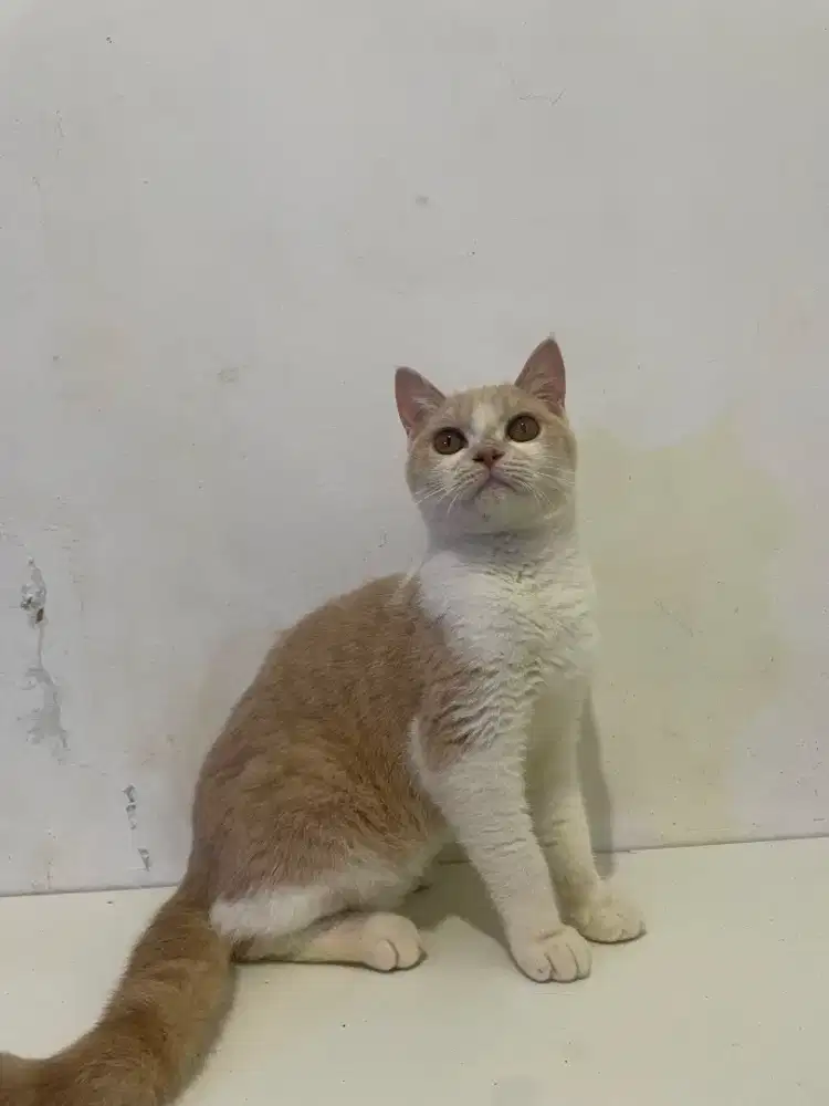 Bsh brithis short hair