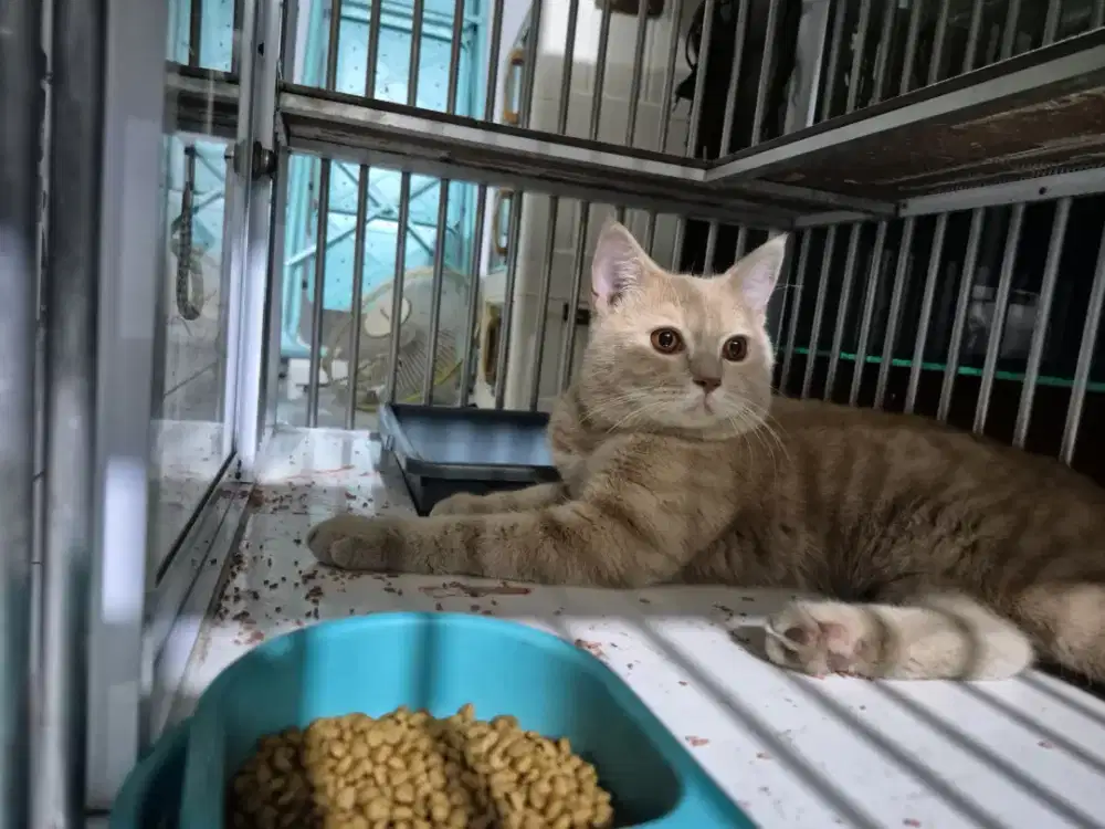 Kucing BSH Jantan 1,2 bulan