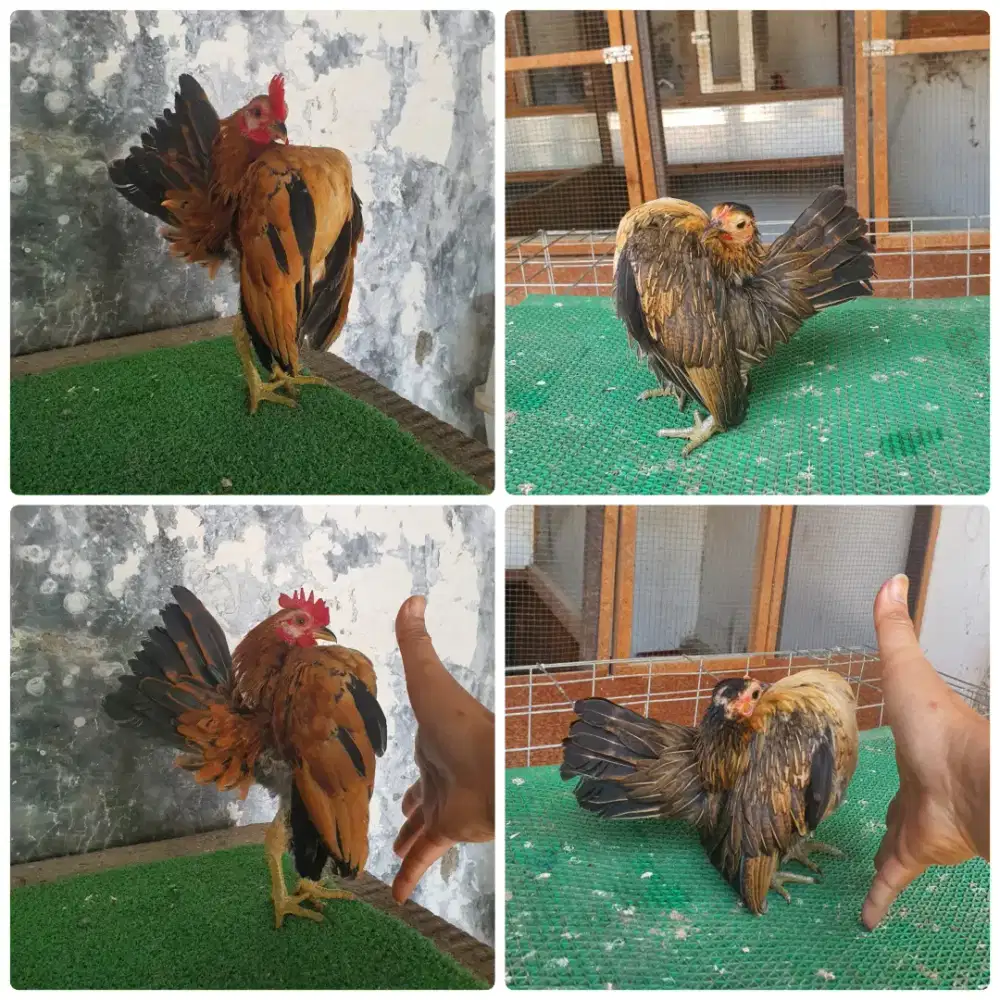 Sepasang serama mini selam