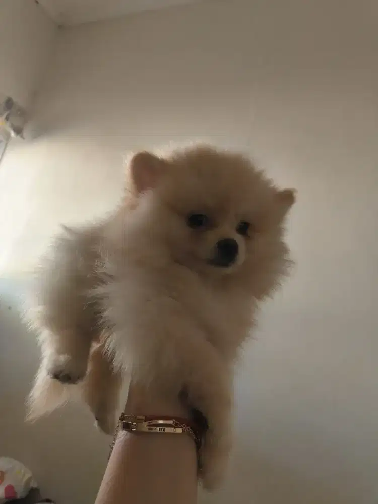 Anak anjing mini pom