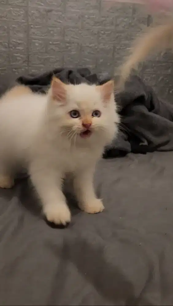 Dijual Kucing Persia Himalaya Red Point