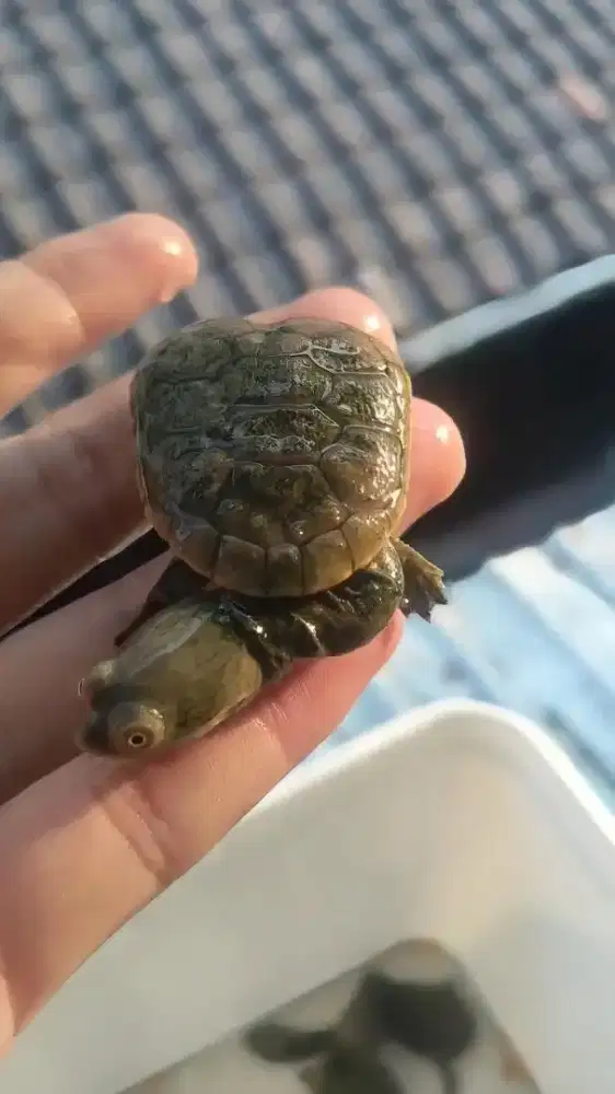Kura kura sibenrocky