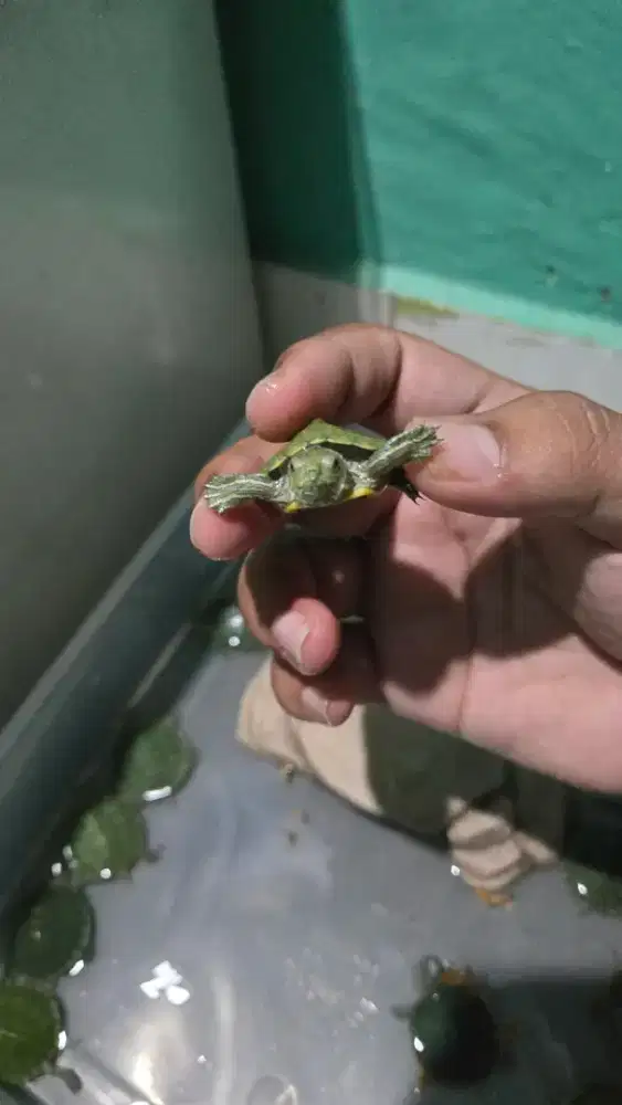 Kura kura brazil