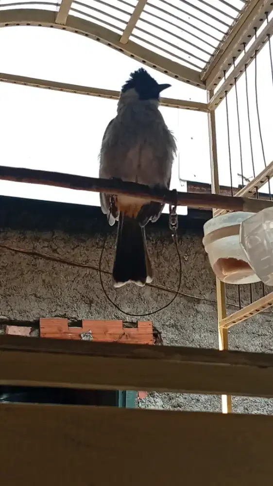 Burung Kutilang jinak
