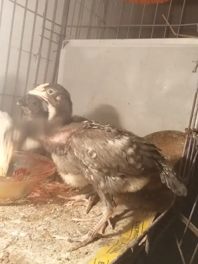 Ayam pelung jumbo