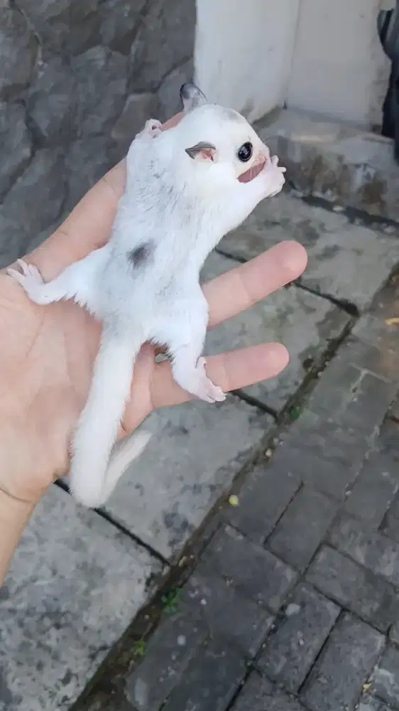 Sugar glider joey Mozaic piedbald