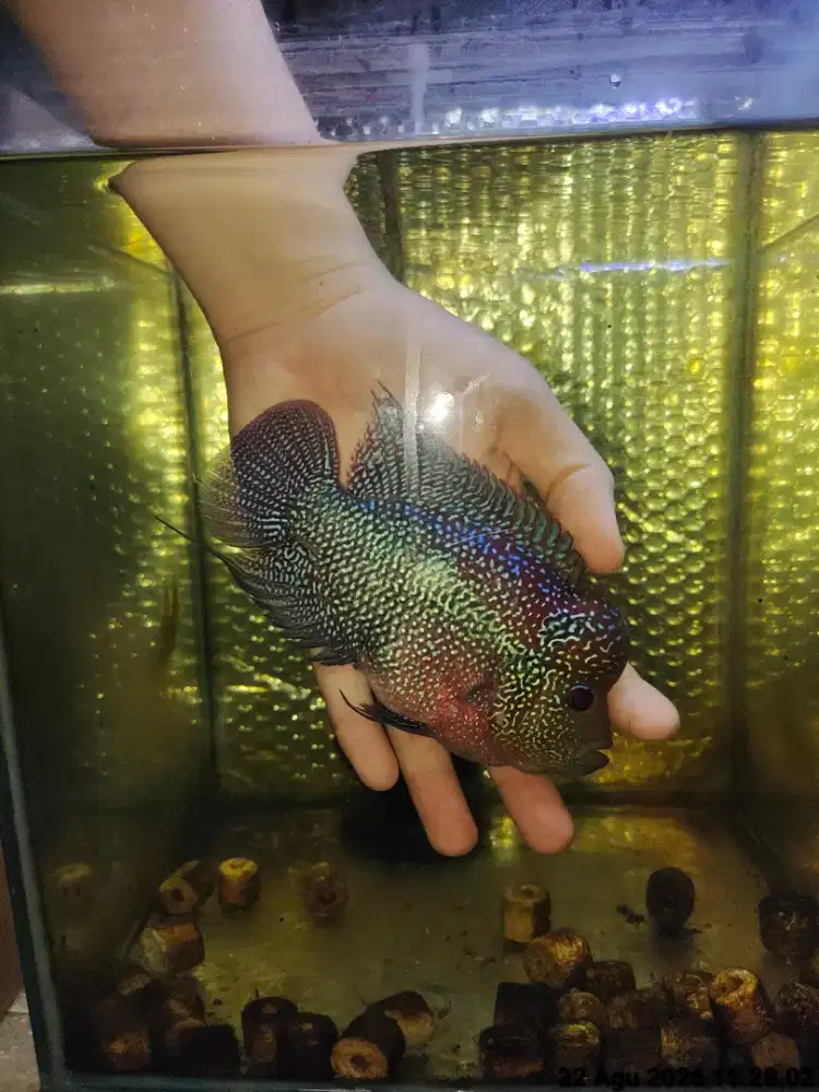ikan lohan cencu 15cm jantan