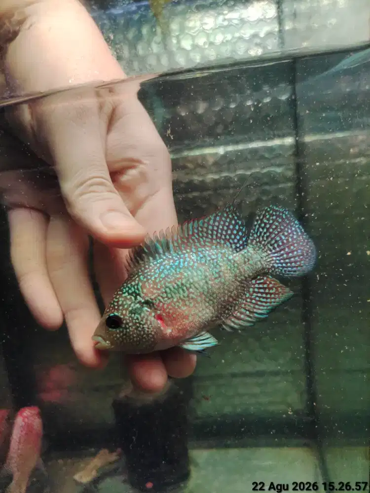 ikan lohan betina cencu 10cm full mutiara rintik