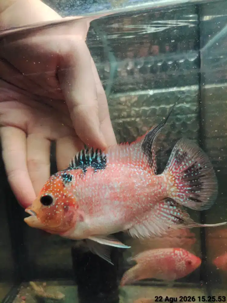 ikan lohan gb cencu betina 12cm