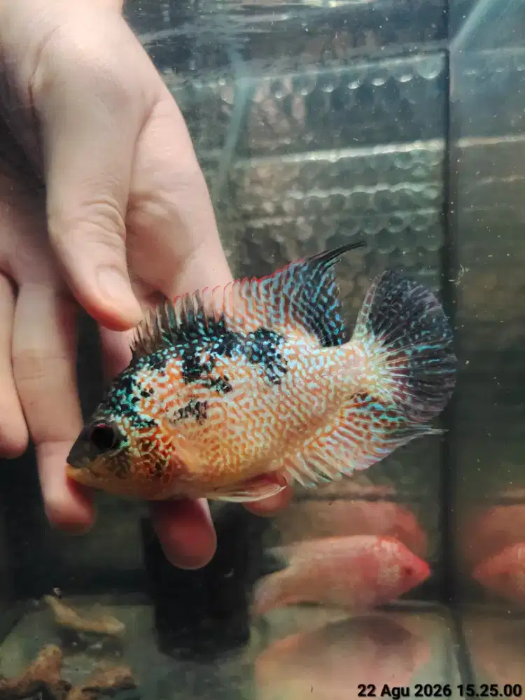 ikan lohan gb cencu betina 10cm