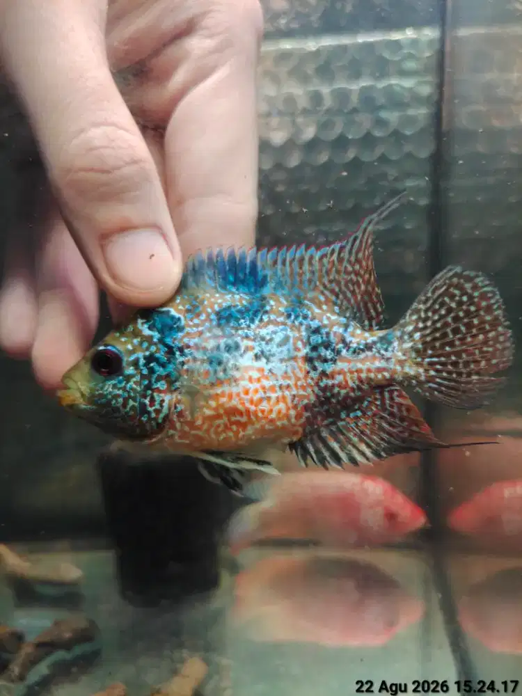 ikan lohan gb cencu betina 9cm