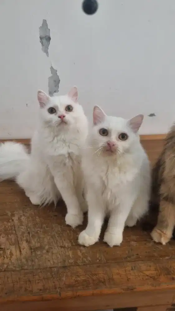 Lepas Adopt Kucing Persia