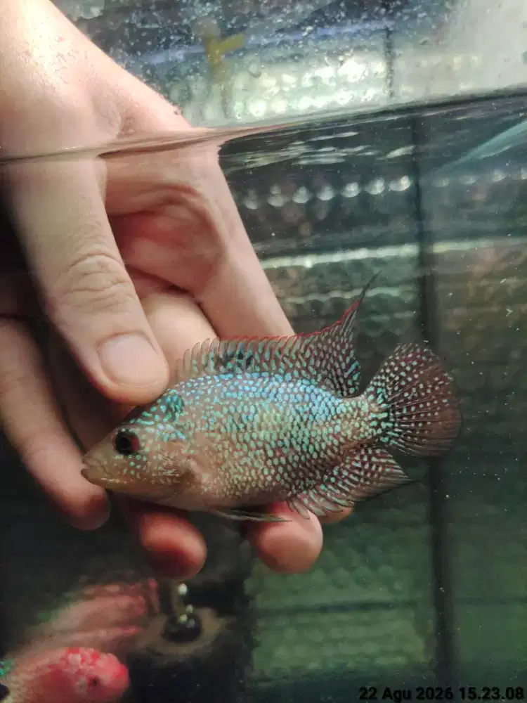 ikan lohan cencu betina 8cm
