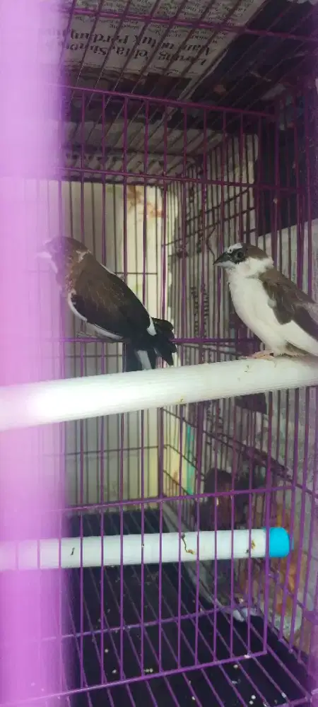Burung emje panda sepasang