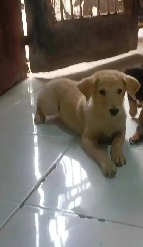 Jual anak anjing 3,5 bln