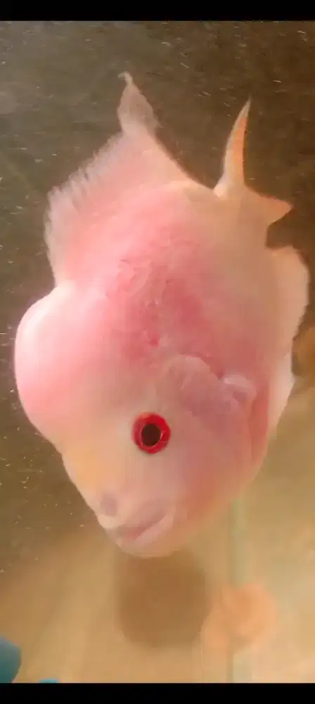 Ikan louhan golden base mutasi