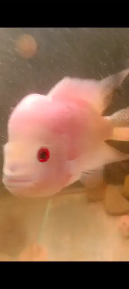 Ikan louhan golden base mutasi
