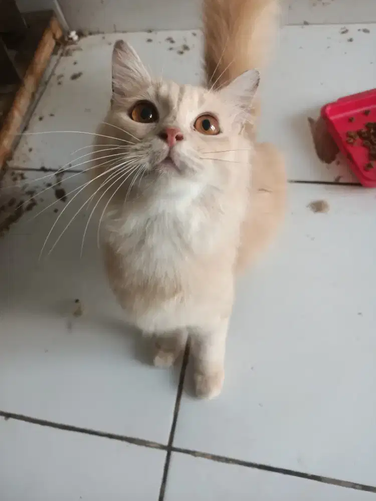 Kucing Persia  betina