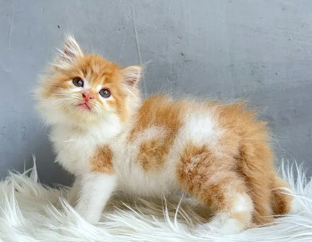 Persia oyen jantan