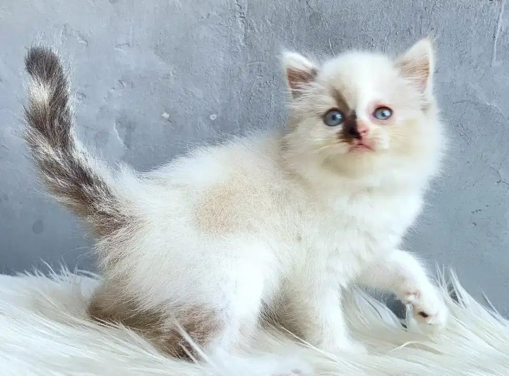 Ragdol betina lucu