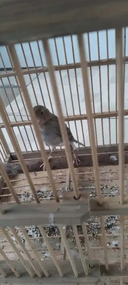 Jual Burung Kenari