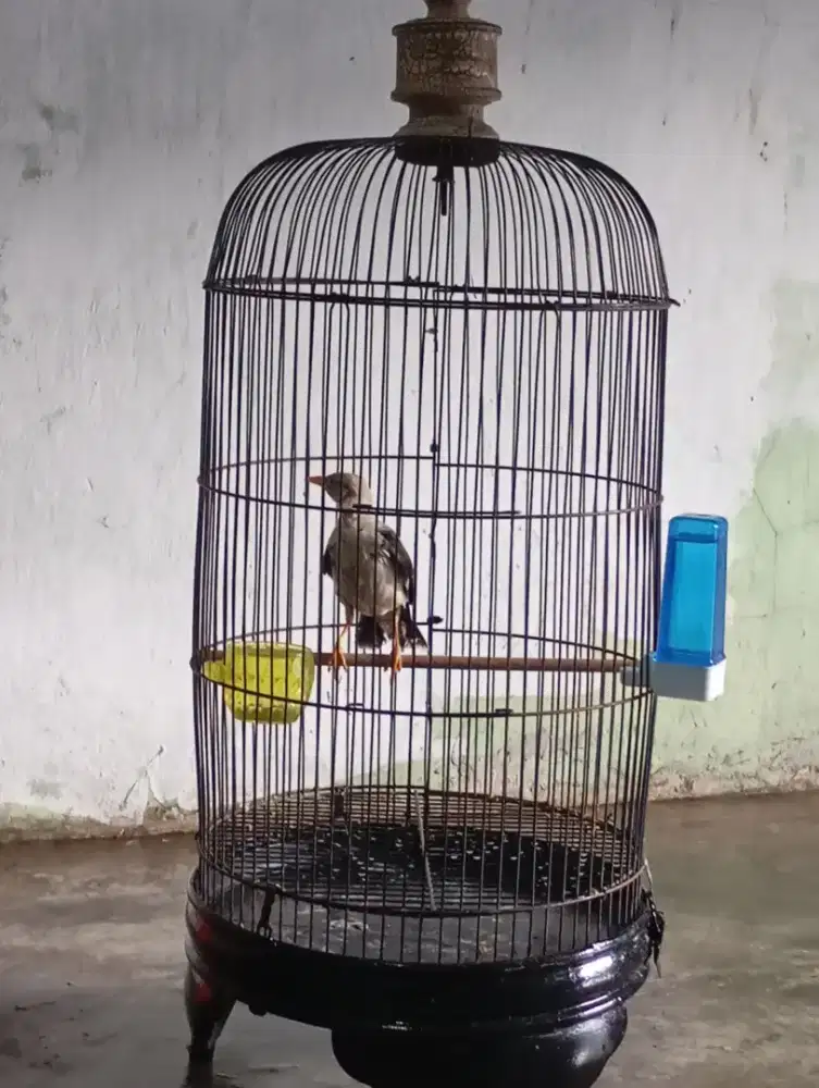Burung sm sangkar nya murah