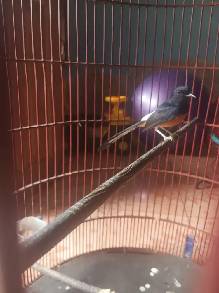 Burung Murai Batu