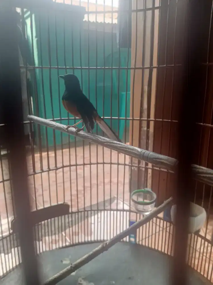 Burung Murai Batu