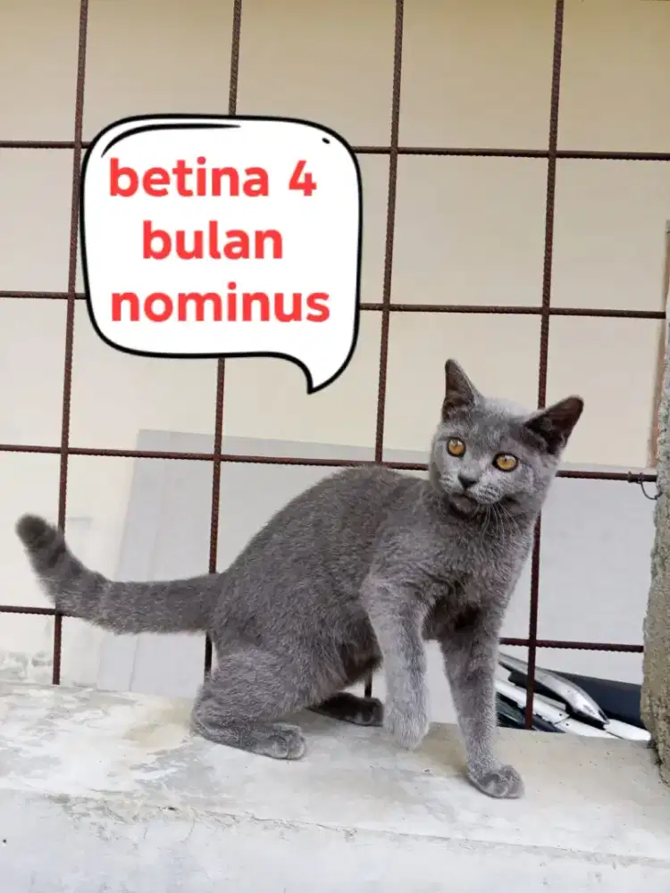 Kucing British shorthair (BSH)