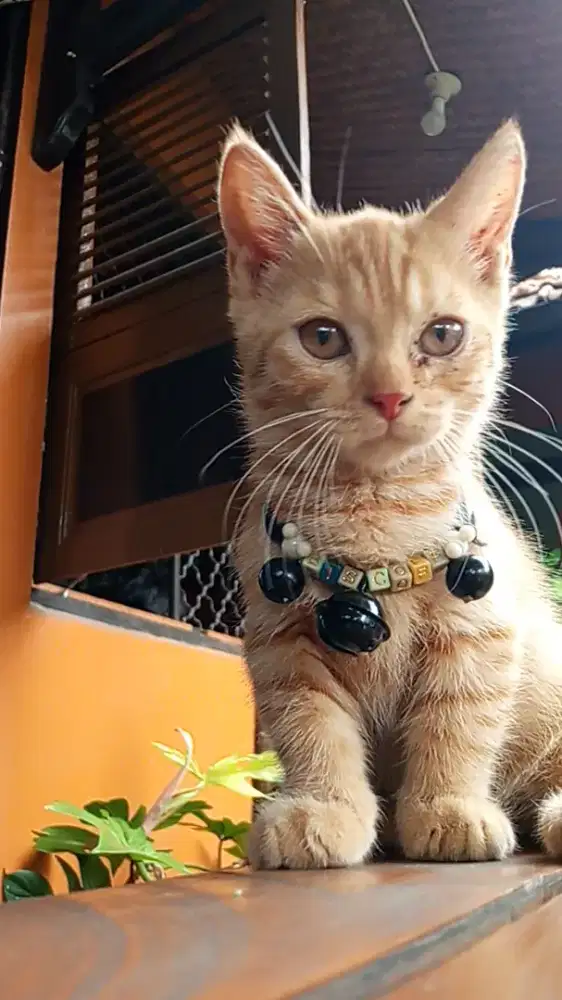 BSH line import x Munchkin