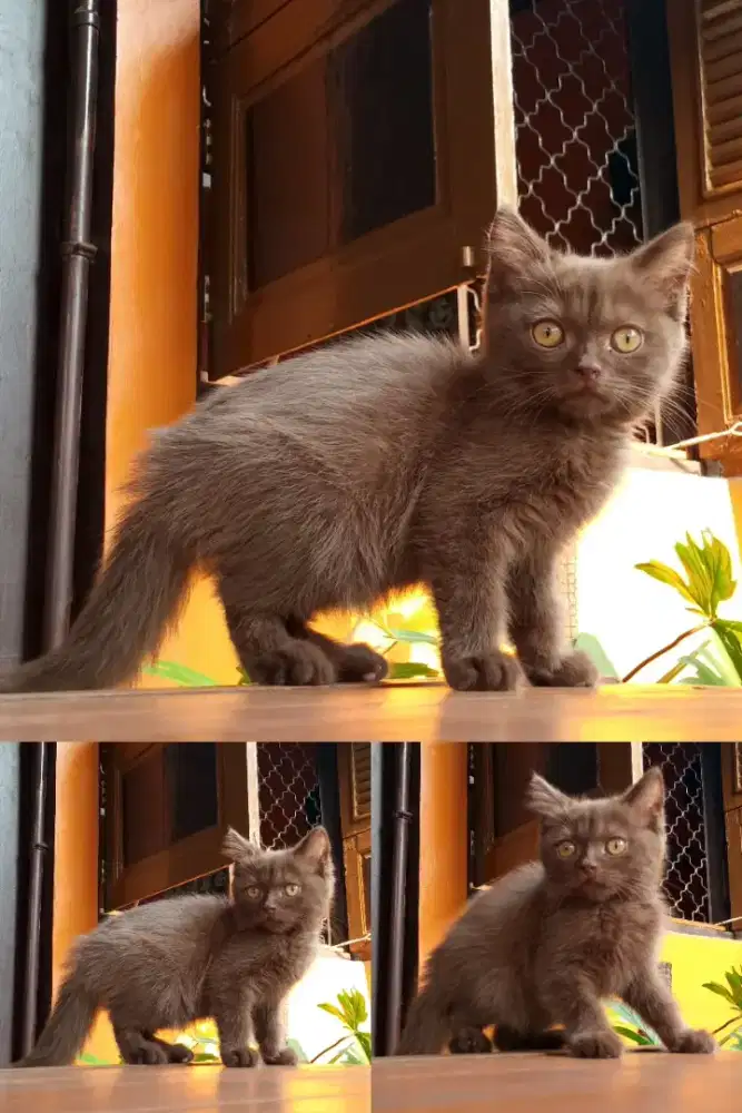 Kitten Scottish Straight