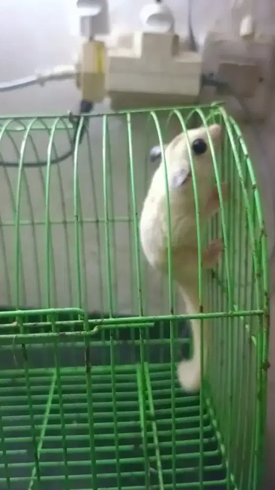Sugar Glider TPM