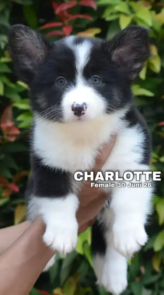 Cardigan welsh corgi betina •CHARLOTTE•