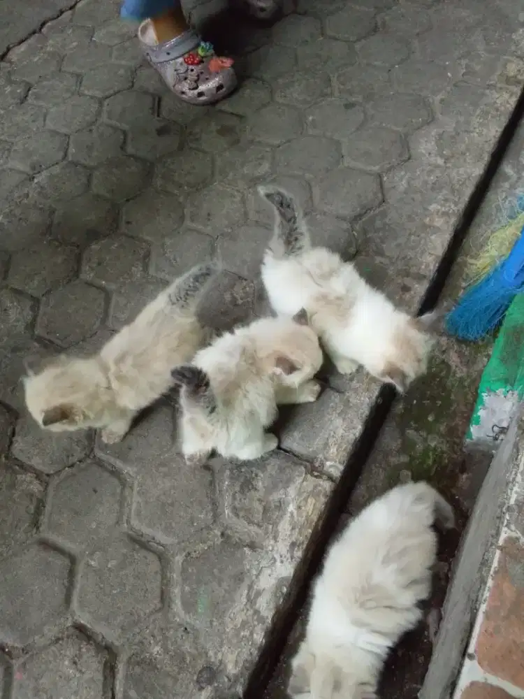 Ready for adopt kitten himalaya gembul