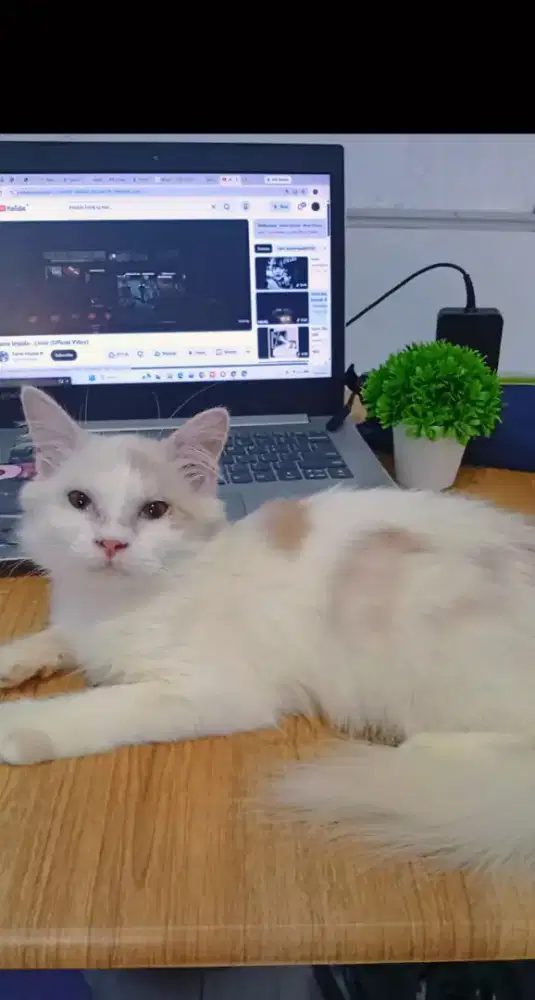 Kucing persia imut