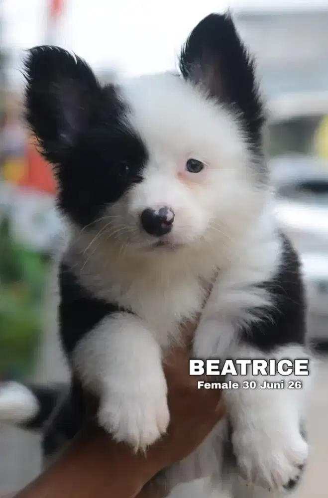 Cardigan welsh corgi betina •BEATRICE•