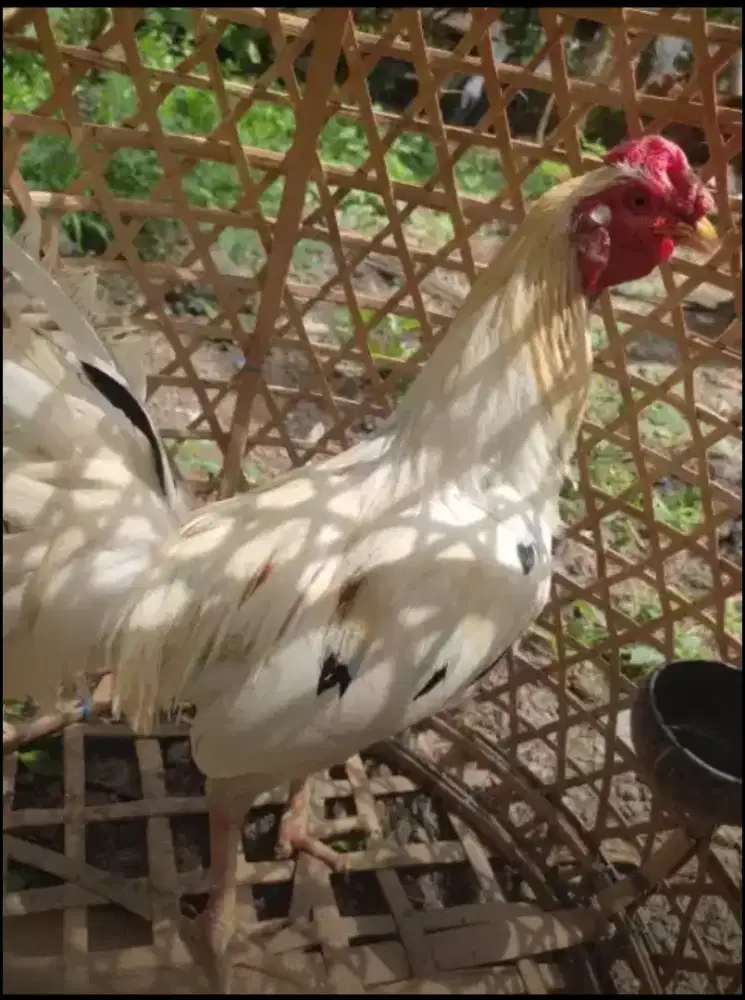 Jual ayam srawah kuning