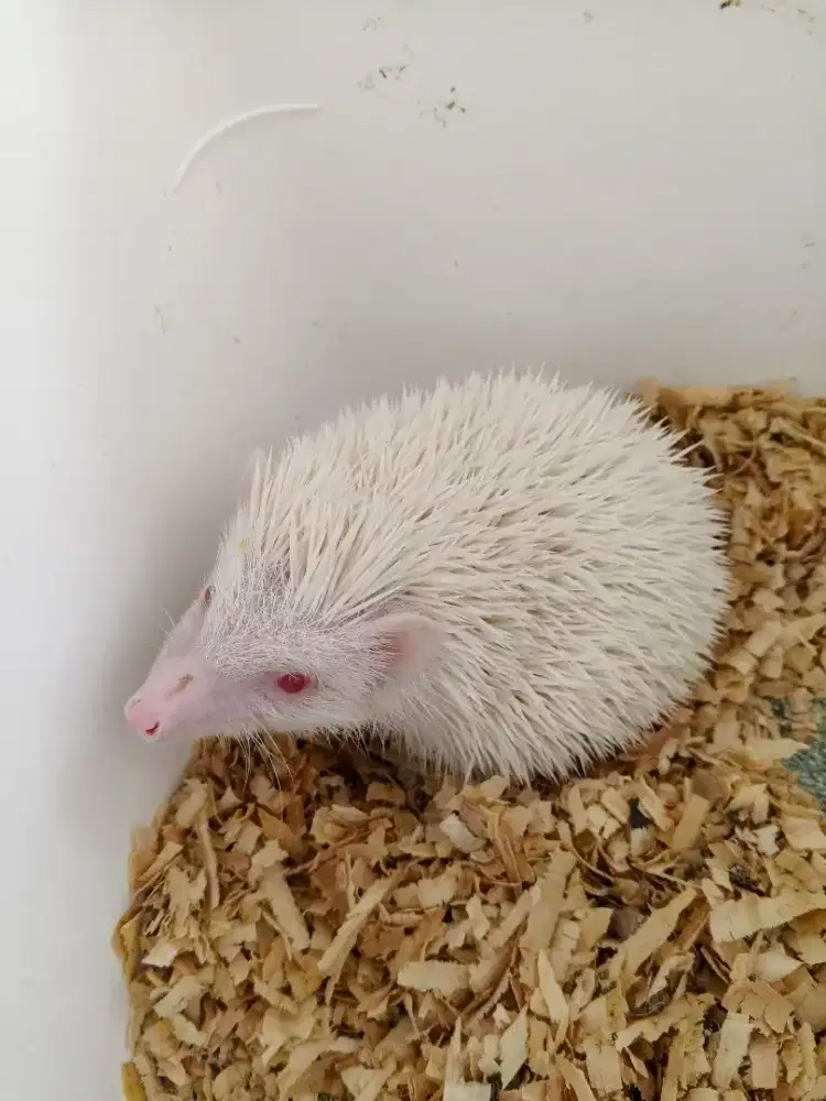 Landak Mini Albino Female