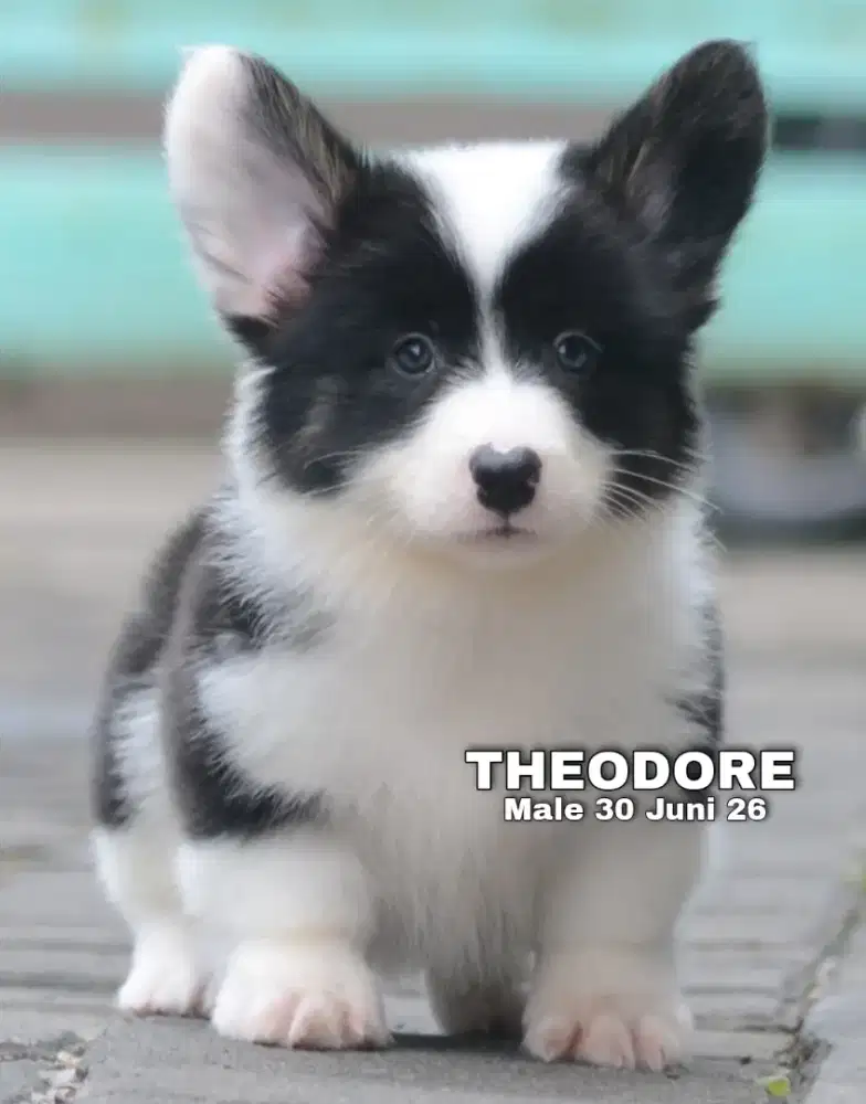 Cardigan welsh corgi jantan •THEODORE•