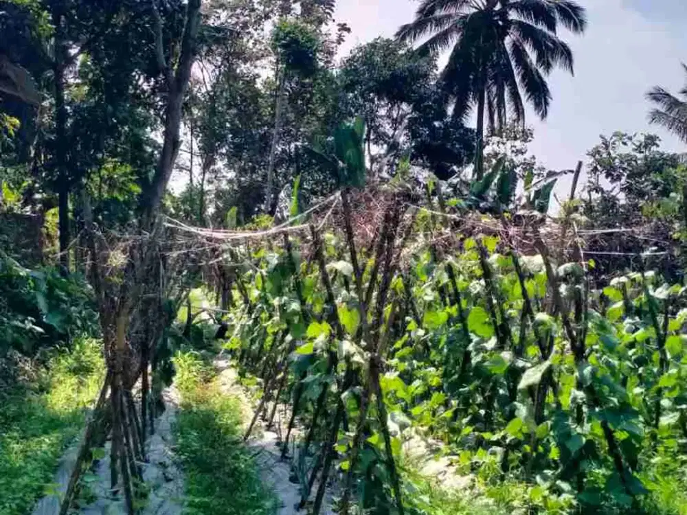 jual lokasi Peruntukan Villa sejuk Sudah d pager keliling Akses terjangkau