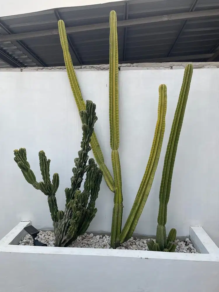 Dijual kaktus koboi dan kaktus duri