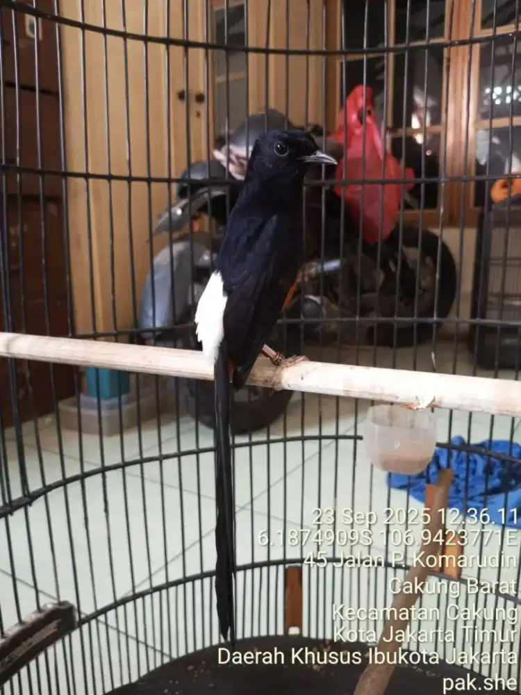 Murai Batu, Kacer dan poksay
