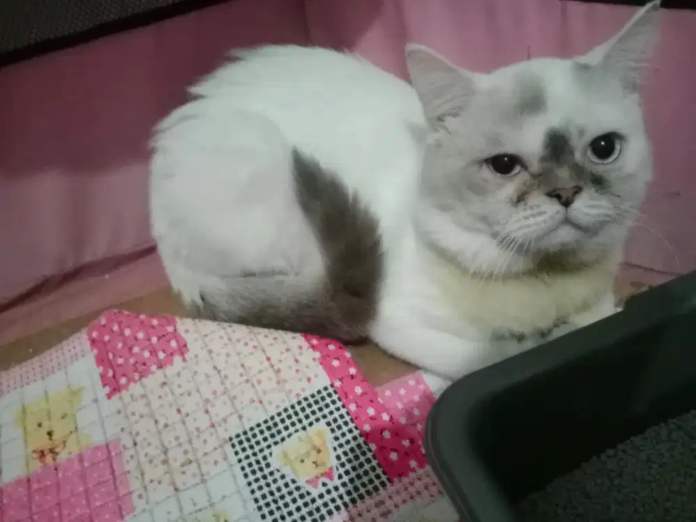Free Adopt Kucing persia short hair hidung pesek