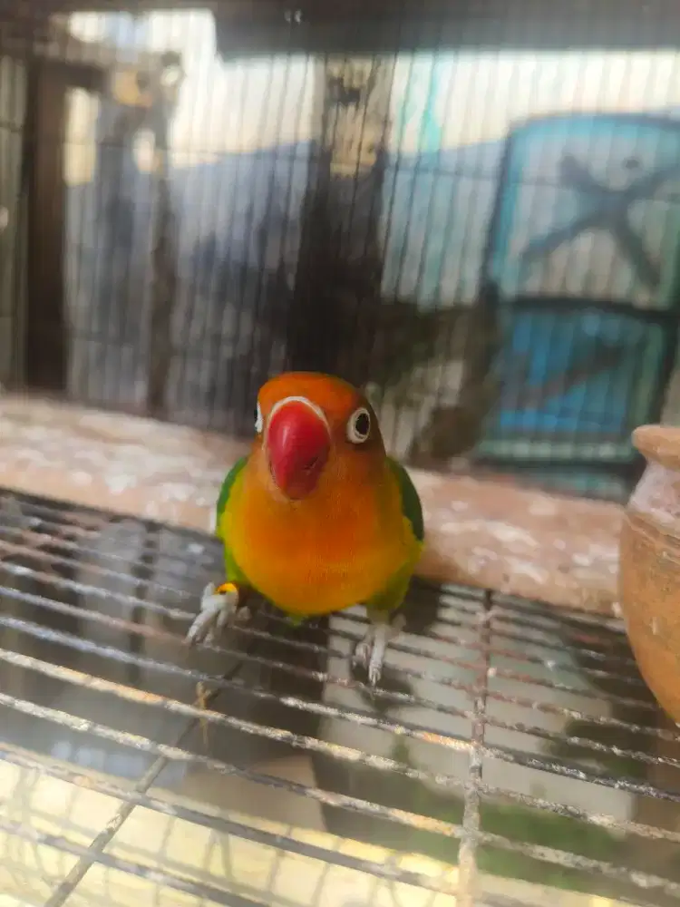 Lovebird betina