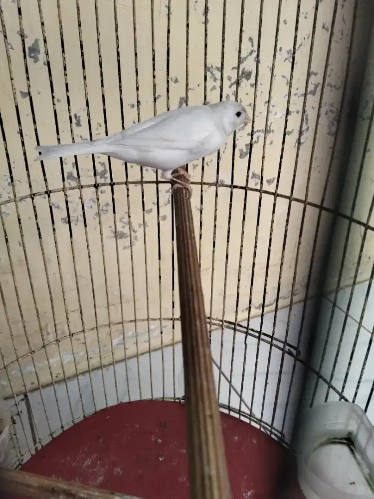 Kenari gacor putih