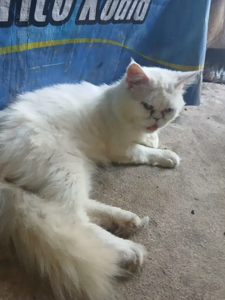Kucing anggora putih free adopsi